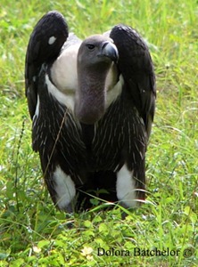 Asian-White-Backed-Vulture