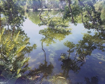 Cesar Barroso - Fairchild Pond