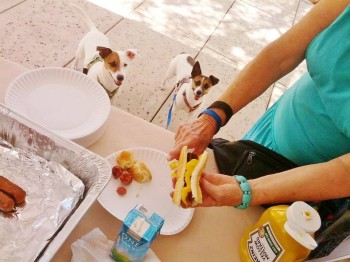 picnicwiththepets