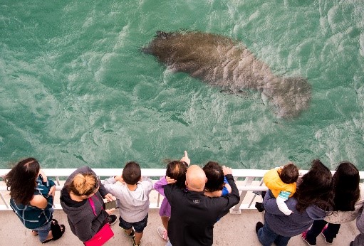 Manatee Lagoon kicks off second annual ManateeFest 2019